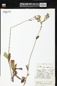 Hieracium scabrum image