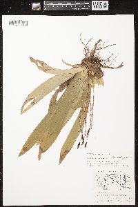 Carex plantaginea image