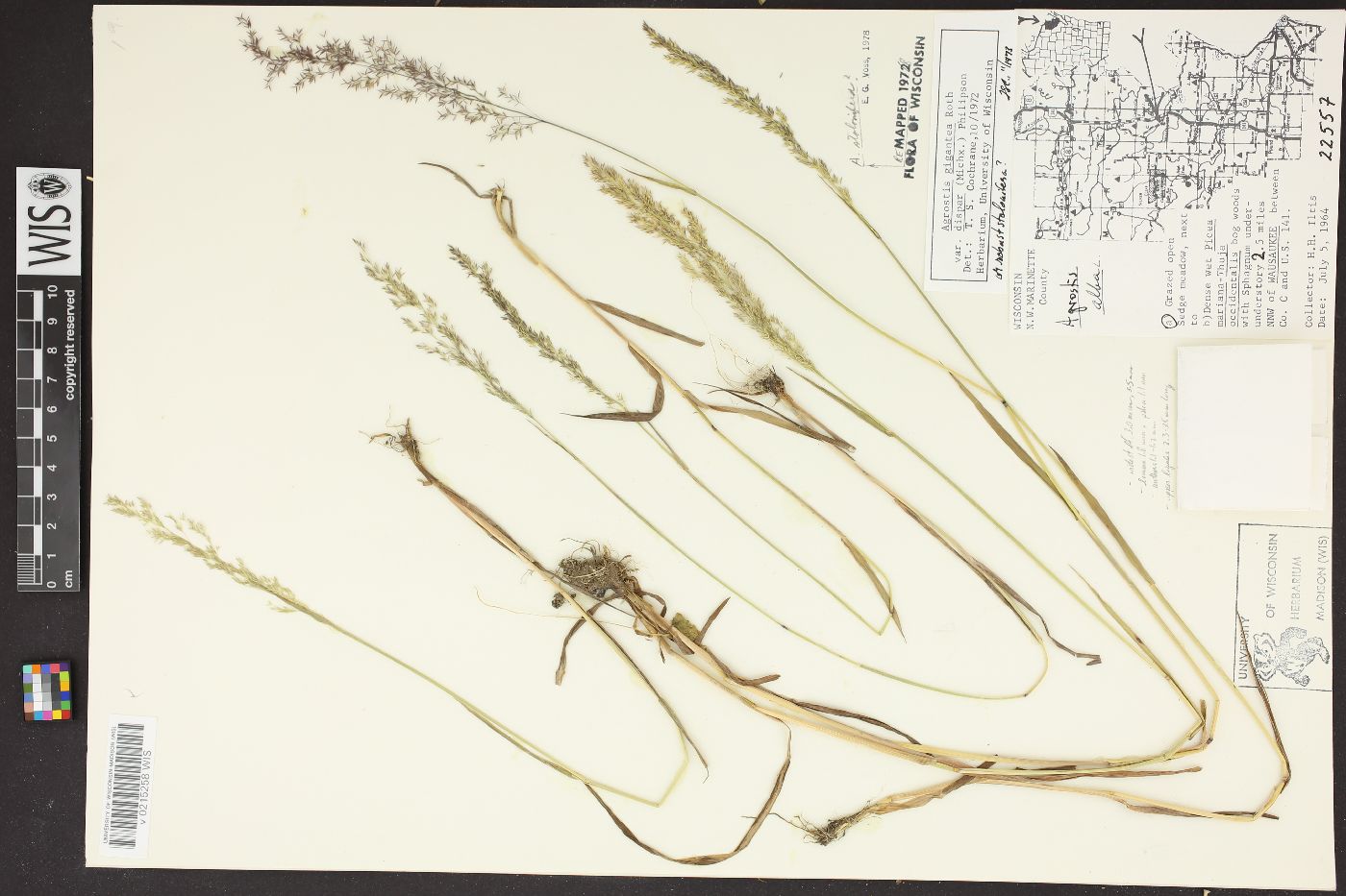 Agrostis stolonifera var. stolonifera image