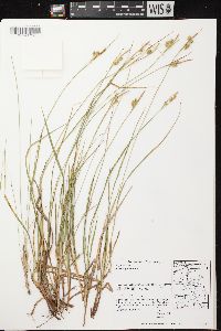 Carex pallescens image