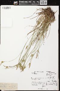 Carex pallescens image