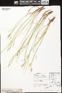 Carex debilis var. rudgei image
