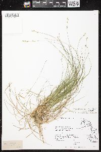 Carex brunnescens subsp. sphaerostachya image