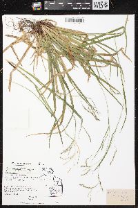 Carex arctata image