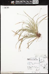 Carex pedunculata image