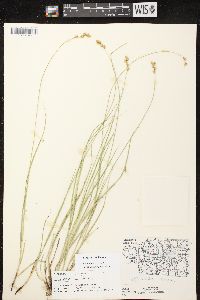 Carex tenera image