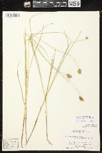 Carex bebbii image