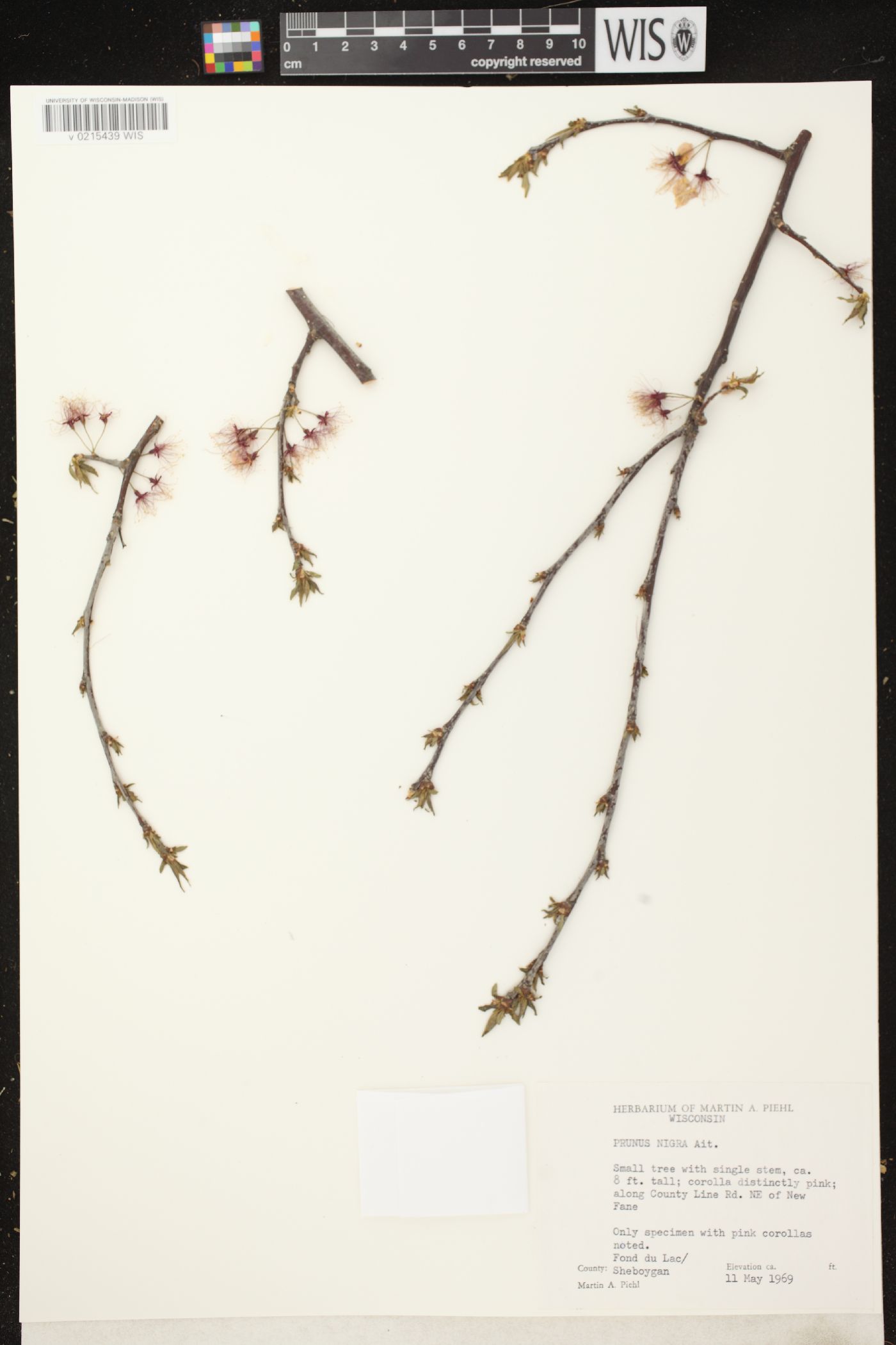 Prunus nigra image