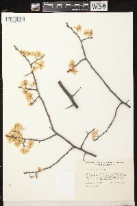 Prunus nigra image