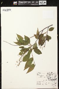 Prunus pensylvanica image