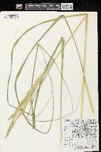 Spartina pectinata image