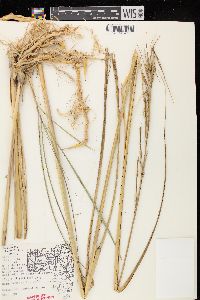 Spartina pectinata image