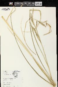 Spartina pectinata image