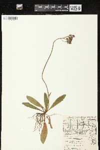 Hieracium aurantiacum image