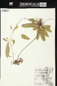 Hieracium aurantiacum image