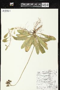 Hieracium aurantiacum image