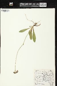 Hieracium aurantiacum image