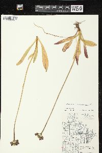 Hieracium aurantiacum image