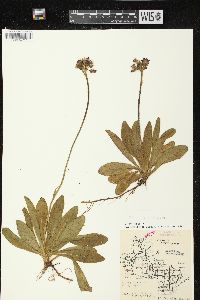 Hieracium aurantiacum image