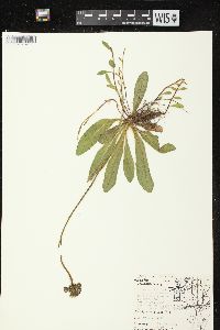 Hieracium aurantiacum image