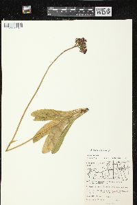 Hieracium aurantiacum image