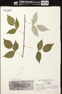 Rubus occidentalis image