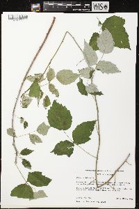 Rubus occidentalis image