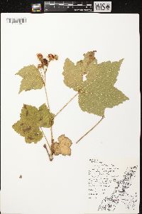 Rubus parviflorus image