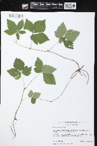 Rubus pubescens image