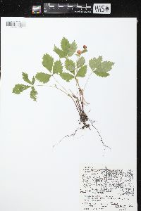 Rubus pubescens image