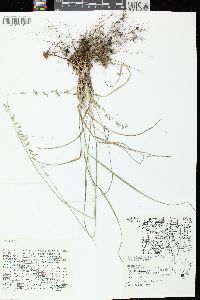 Bouteloua curtipendula var. curtipendula image