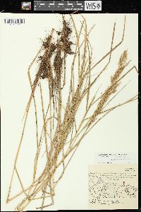 Calamagrostis canadensis var. canadensis image