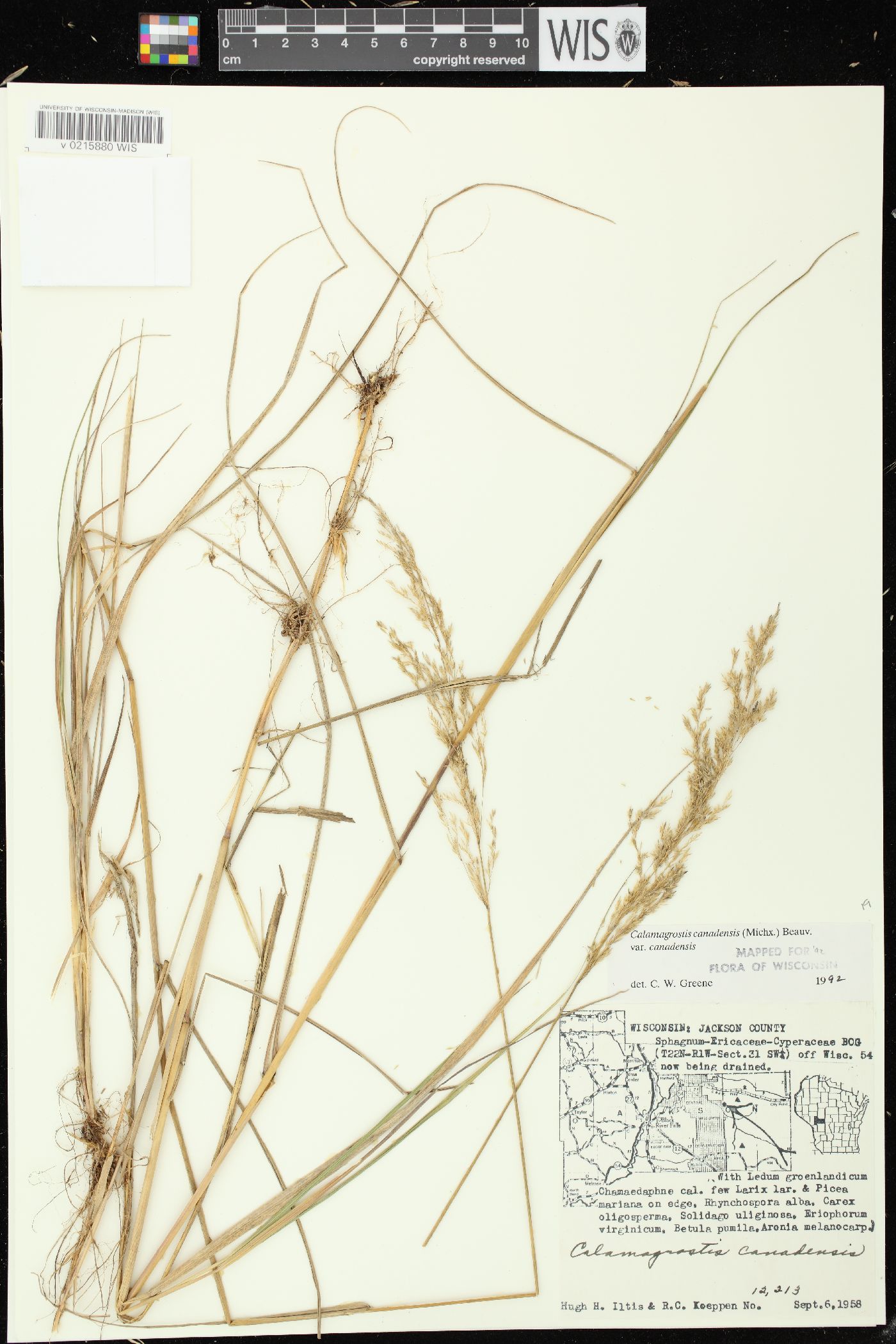 Calamagrostis canadensis var. canadensis image