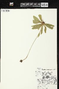 Hieracium aurantiacum image