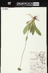 Hieracium aurantiacum image