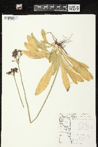 Hieracium aurantiacum image