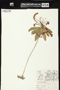 Hieracium aurantiacum image