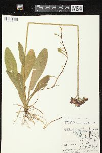 Hieracium aurantiacum image