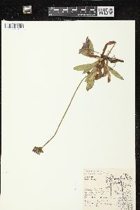 Hieracium aurantiacum image