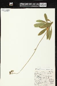 Hieracium aurantiacum image