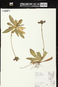 Hieracium aurantiacum image