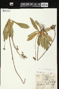 Hieracium aurantiacum image