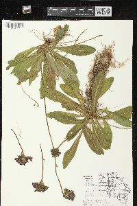 Hieracium aurantiacum image