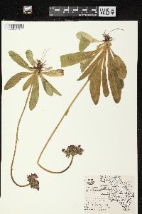 Hieracium aurantiacum image