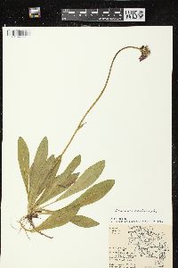 Hieracium aurantiacum image