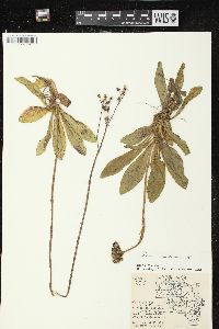 Hieracium aurantiacum image