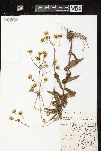 Hieracium kalmii image