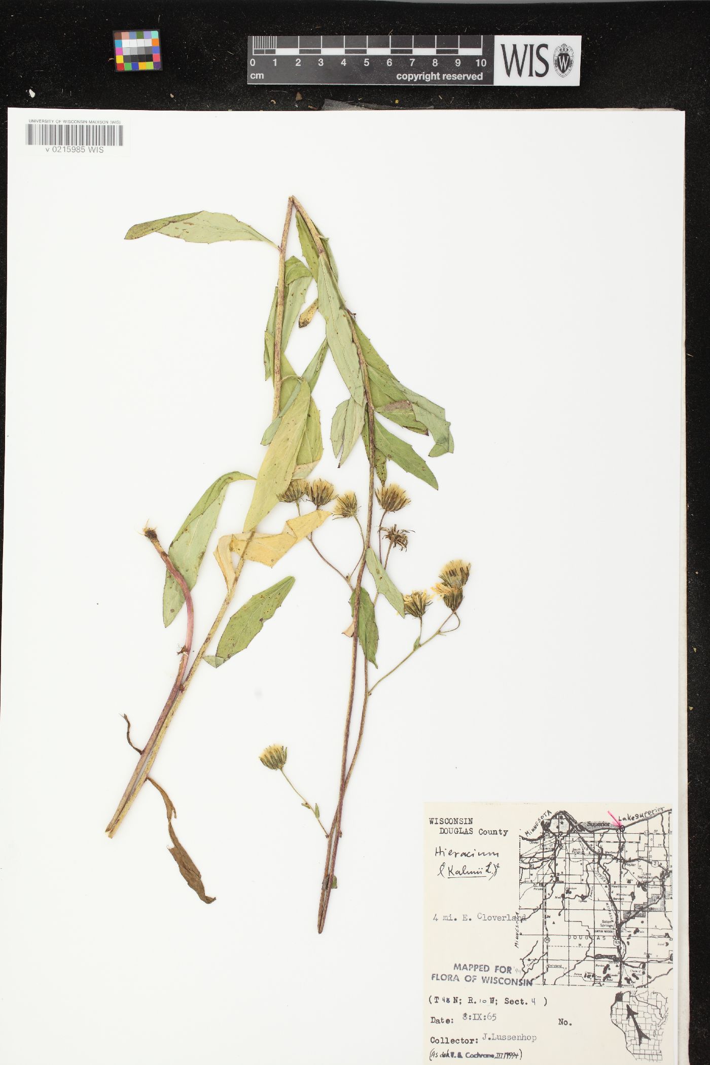 Hieracium kalmii image