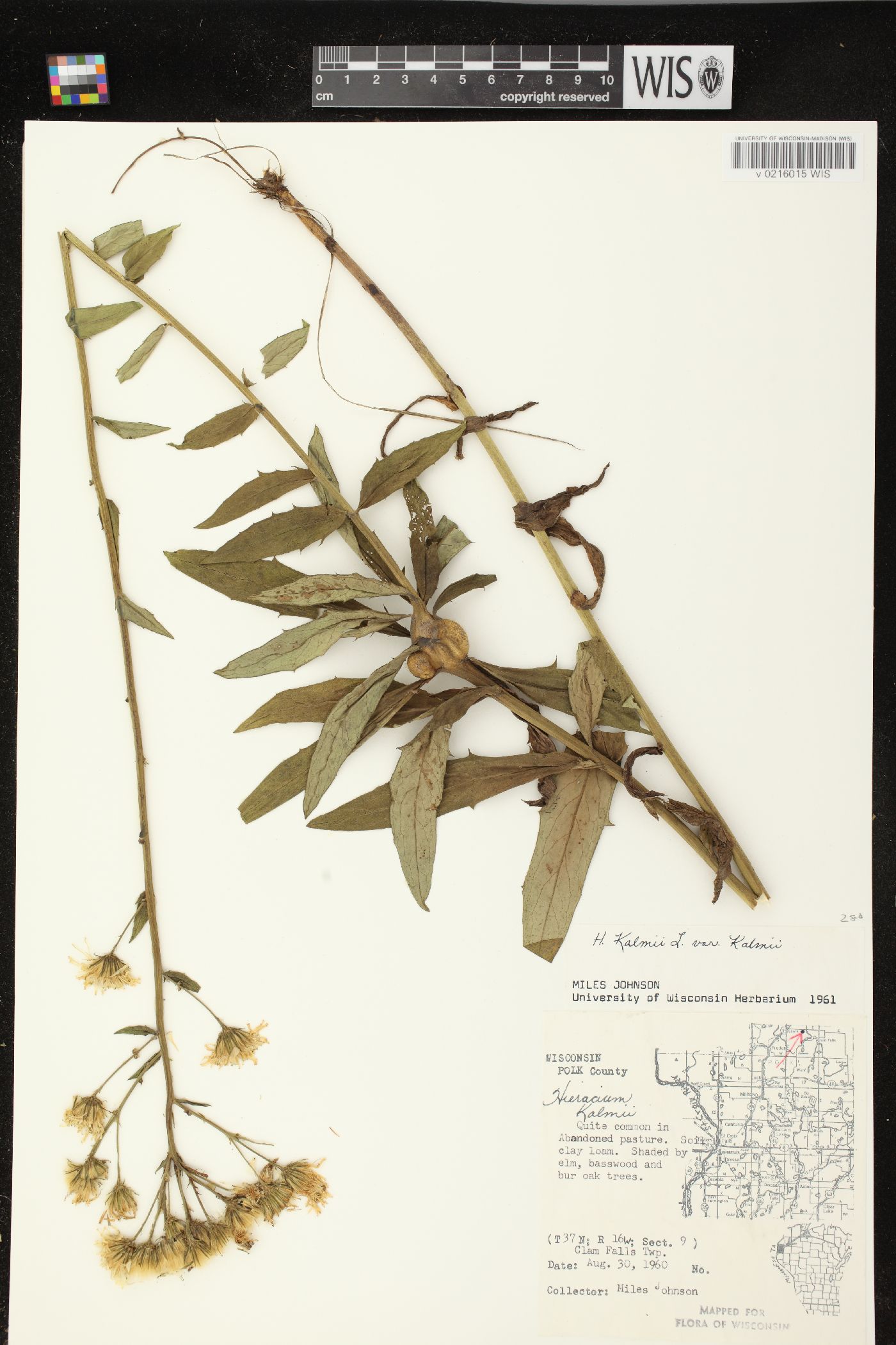 Hieracium kalmii image