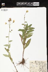 Hieracium kalmii image